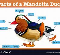 Image result for Mandolin Duck