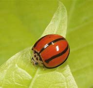 Image result for Ladybug Stripes