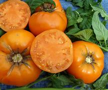 Image result for Yellow Bush Tomatoes