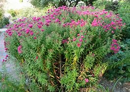 Image result for Aster novae-angliae Andenken an A. Pötschke