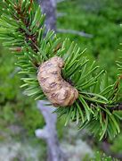 Image result for Pinus banksiana Beehive
