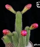 Image result for Barrel Cactus