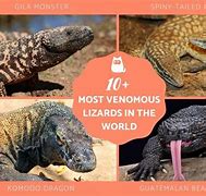 Image result for Most Poisonous Lizard