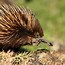 Image result for Red Echidna