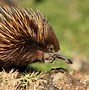 Image result for Male Echidna