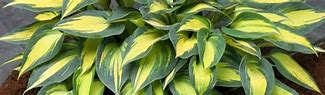 Image result for Hosta Magic Island