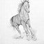 Image result for Horse Sketch