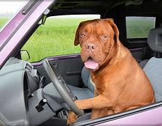 Image result for Put in Dog