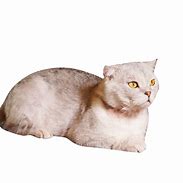 Image result for Transparent Cat Meow