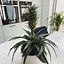 Image result for Pineapple Pine Tree