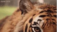Image result for Crying Tiger Meme