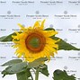 Image result for Biggest Sunflower Seed