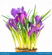 Image result for Purple Crocus Flowers