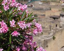 Image result for Map of Herculaneum