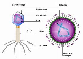 Image result for Viruses and Cells