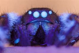 Image result for Biggest Jumping Spider in the World