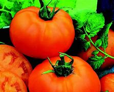 Image result for Tomato Orange Hybrid
