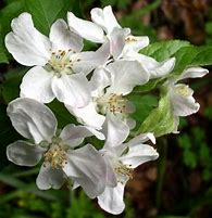 Image result for Fuji Apple Flower