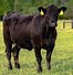 Image result for List of Cattle Breeds