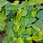 Image result for 5 Gal Creeping Fig
