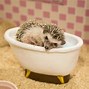 Image result for Cutest Hedgehog Ever
