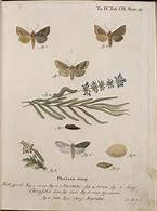 Image result for Animal Engraving