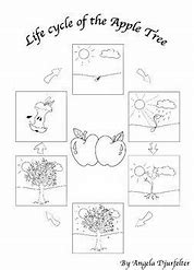 Image result for Apple Tree Life Cycle Coloring Page