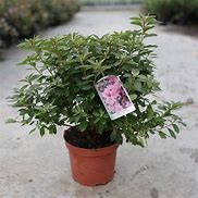 Image result for Rhododendron (AJ) Madame Galle