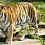 Image result for Tiger HD Wallpaper for iPhone