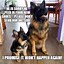 Image result for German Shepherd Talking About the Cat Meme