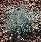 Image result for Festuca glauca Uchte