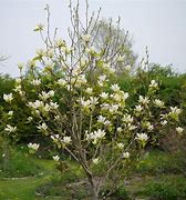 Image result for Magnolia Yellow River