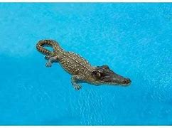 Image result for Alligater Toys