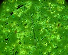 Image result for Microscopic Asbestos