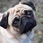 Image result for Pug Authentic