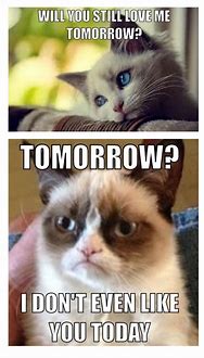 Image result for Super Funny Grumpy Cat Memes