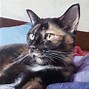 Image result for Beautiful Cat Paintings