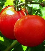 Image result for Tomato Hybrid Semi-Ripe