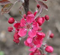 Image result for Red Flesh Apple