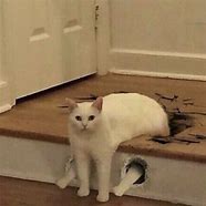 Image result for Curse Cats Memes