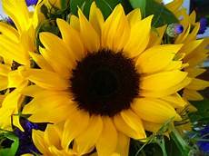mandare dei fiori san valentino dillo con un fiore mandare dei fiori san valentino dillo con un fiore
