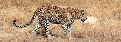 Image result for National Animal of Iran