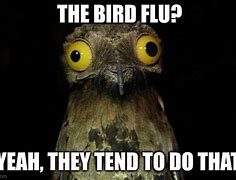 Image result for Bird Flu Avatar Meme