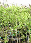 Image result for Salix finmarchica