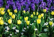 Image result for Tulips Holland Netherlands