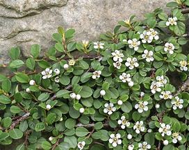 COTONEASTER QUEEN OF CARPETS に対する画像結果