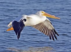 Image result for Pelican Genus