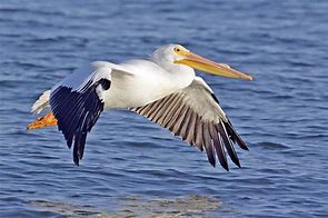 Image result for Pelican Flying Black and White