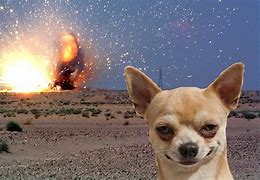 Image result for Chihuahua Dog Face Meme
