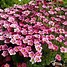 Image result for Saxifraga arendsii Highlander White and Red